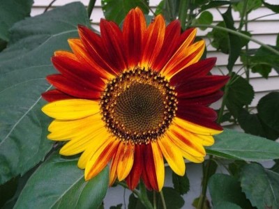 Aywal Sunflower Russian Giant Flower Seeds For Home Gardening Seed(220 per packet)