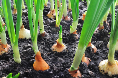 Biosnyg High Germination White Scallion Onion Seeds For Gardening-(3000 Seeds) Seed(3000 per packet)
