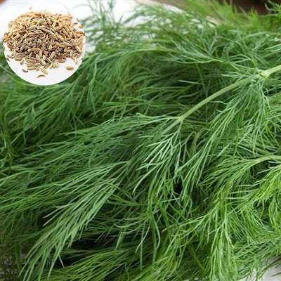 CYBEXIS Fast Germination Fennel Seeds Fresh Non-GMO1400 Seeds Seed(1400 per packet)
