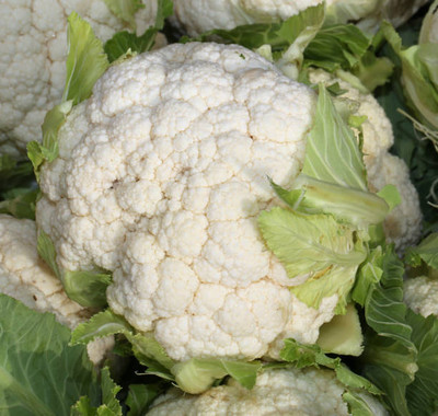 Pramix white cauliflower,gobhee seeds Seed(30 per packet)