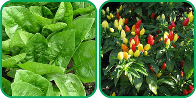WILLVINE GOI -XI Ornamental Chilli And Spinach[25gm, 5000 Seeds] Seed(5000 per packet)