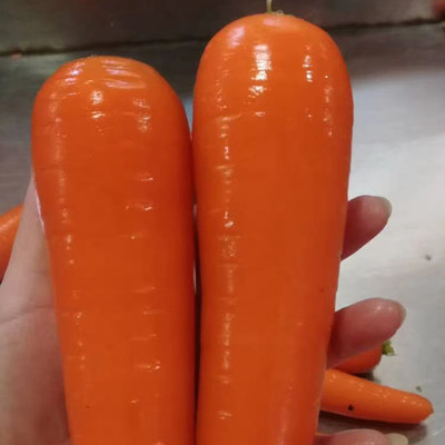 ZIFR Orange Carrot Gajar Seed(300 per packet)