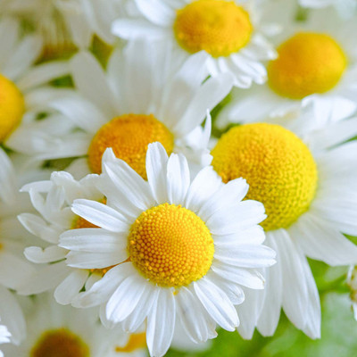 CYBEXIS HUA-82 - German Chamomile - (2250 Seeds) Seed(2250 per packet)