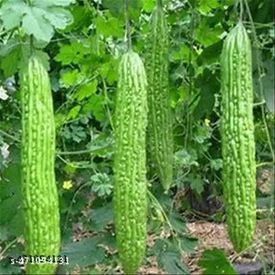 LPR KARELA ,BITTAR GOURD Seed(60 per packet)