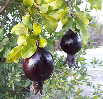 CYBEXIS LX-64 - Black Pomegranate Rare Exotic Fruit - (90 Seeds) Seed(90 per packet)