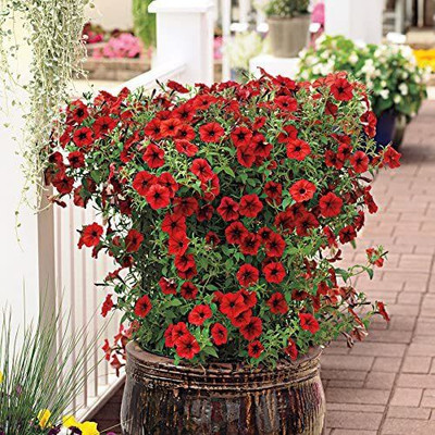 CYBEXIS HUA-65 - Imp.Tidal Wave Red Velour Petunia - (60 Seeds) Seed(60 per packet)