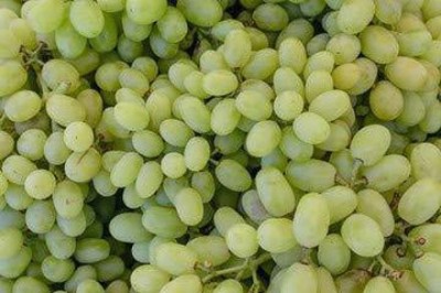 ALWAYSWE Grape Seed(40 per packet)