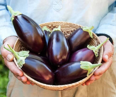 BDSresolve brinjal seeds for planting/brinjal seeds 65 Seed(65 per packet)
