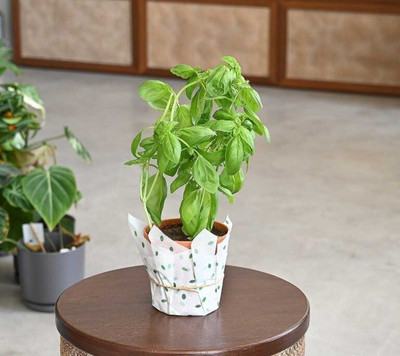 Quentova Italian basil-LIV Seed(300 per packet)
