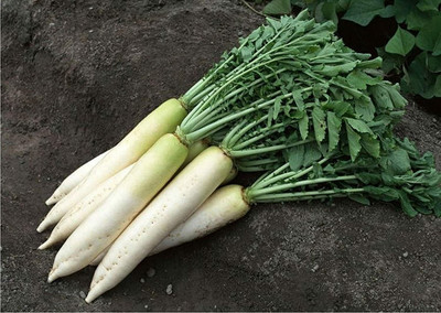 VINTI Daikon Radish Minovaze Seed(2500 per packet)