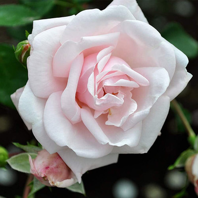 Qualtivate HYB-1A Climbing Rose - White Roses Seed(25 per packet)