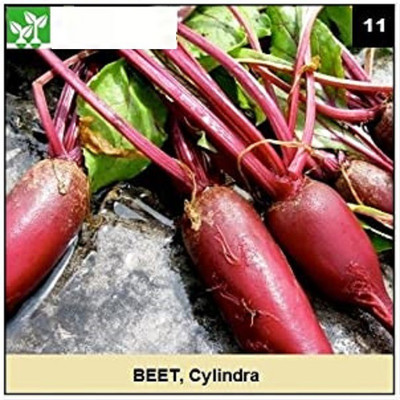 CYBEXIS CYLINDRA BEETROOT-250 Seeds Seed(250 per packet)