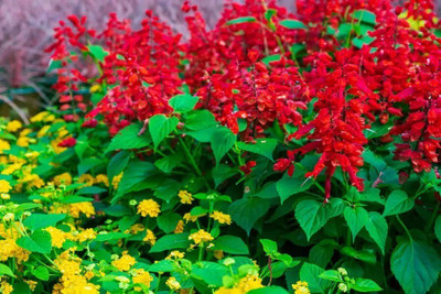 Quentova Red Salvia-RXI-2N Seed(50 per packet)