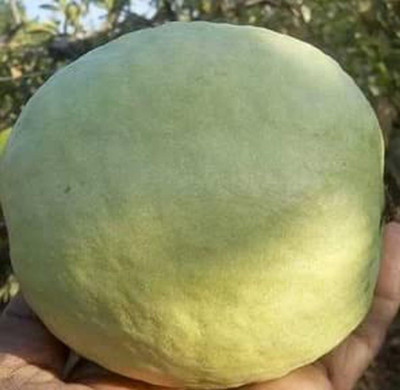 Aywal Red Guava/Amrud/Amrood Fruit Seed(90 per packet)