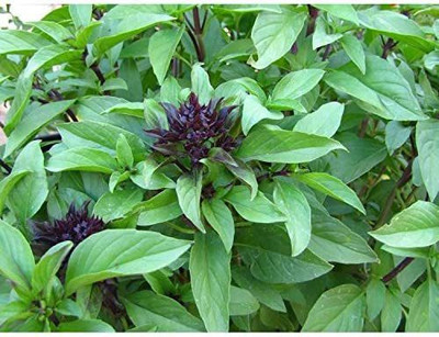 WILLVINE VXI-12 Licorice Basil Seeds Seed(1000 per packet)