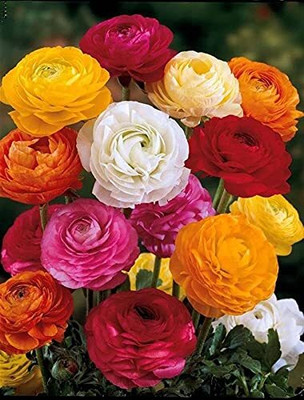 Epazo Ranunculus Flower Bulb Seed(4 per packet)