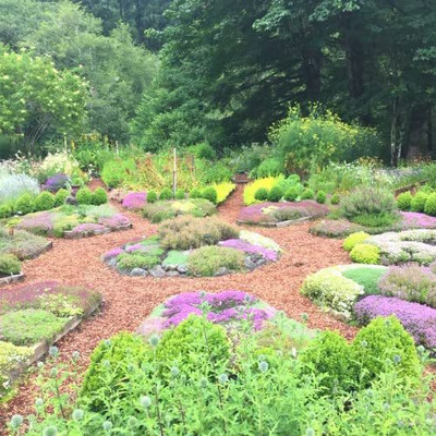 CYBEXIS LX-98 - Mother of Creeping Thyme - (1350 Seeds) Seed(1350 per packet)