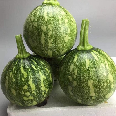 KNESSiN VII-69 Green Patterned Squash Seed(30 per packet)