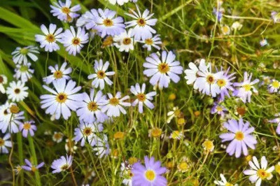 MAA Swan River Daisy Seed(90 per packet)