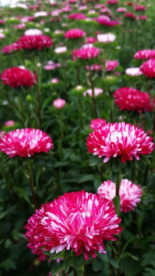 Lorvox Aster Seed(35 per packet)