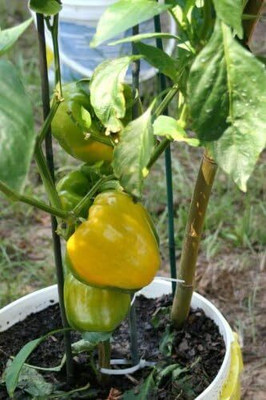 Qualtivate PUA-9A GOLDEN YELLOW BELL PEPPER Capsicum Seeds Seed(100 per packet)
