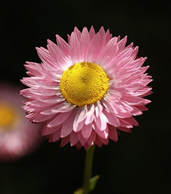 Qualtivate XL-174 Paper Daisy Flower Seeds Seed(50 per packet)