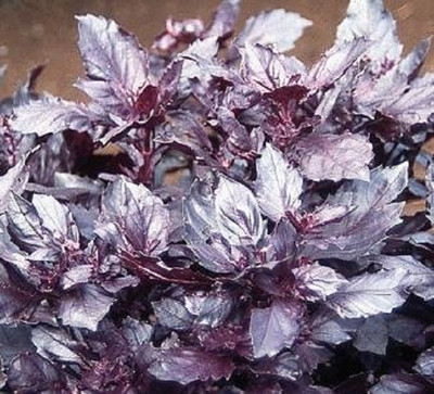 KNESSiN Red Mint Also Called Ocimum red osmin-{400 Seeds} Seed(400 per packet)