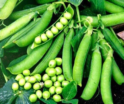 CYBEXIS Selected Seeds of Vegetable Pea Onward (Pisum Sativum)1600 Seeds Seed(1600 per packet)