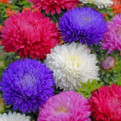 Qualtivate XL-203 Chrysanthemum Flower Plant Seeds Seed(25 per packet)