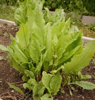 Qualtivate ICRA-5A French Sorrel Spinach Dock Narrow-leaved Seed(25 per packet)