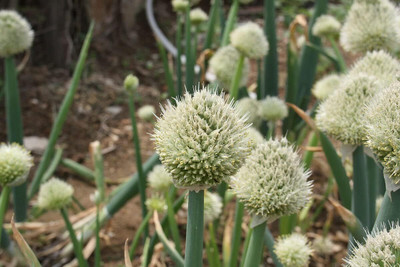 Qualtivate XXX-7A Japanese Bunching Welsh Onion Seed Seed(500 per packet)