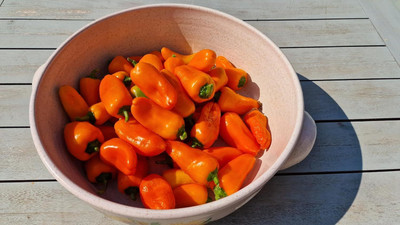 KNESSiN Open-Pollinated Mini Orange Capsicum Seeds for Home Gardening-(200 Seeds) Seed(200 per packet)