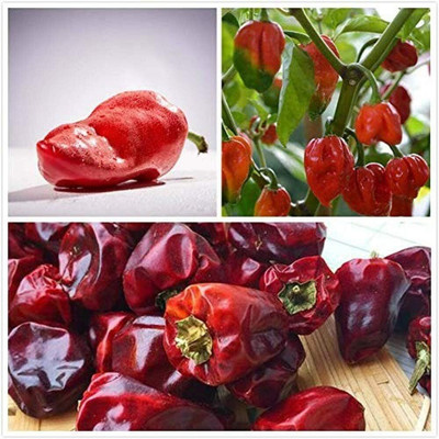 KNESSiN Red Pepper Chilli Seed(200 per packet)