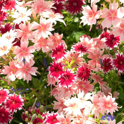 Aywal Phlox Collection, Ultimate Seed(90 per packet)