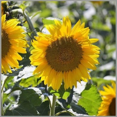 Greenfall Premium Giant Sunflower Seeds - 20 Seeds per Packet for Gardening Seed(20 per packet)