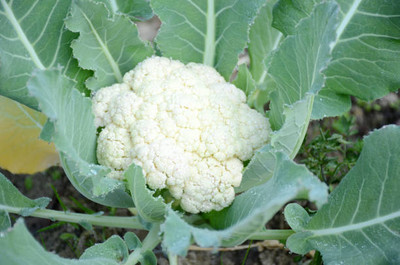 wequality white cauliflower,gobhee seeds Seed(35 per packet)