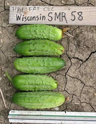 Qualtivate PUA-1A Cucumber Gherkin Seed(300 per packet)