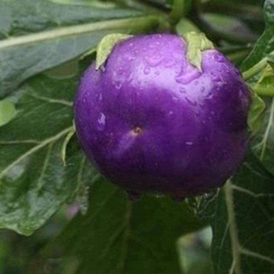 CYBEXIS Purple Tomato Seeds2000 Seeds Seed(2000 per packet)