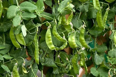 DIVINE BEANS Seed(85 per packet)