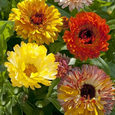 KUSH Calendula Mixed Colour Flower Seeds Seed(50 per packet)