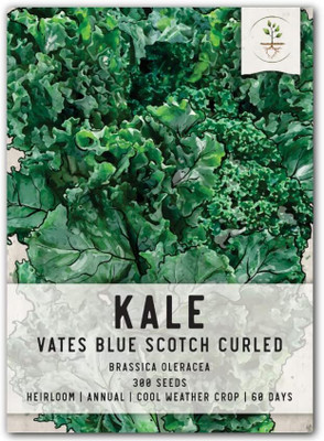 WILLVINE ROX -XVI Vates Blue Scotch Curled Kale Seeds [2.5g] Seed(750 per packet)