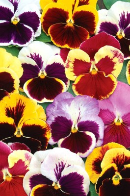 OGIVA Pansy Swiss Giant Mixture Flower Seed(500 per packet)