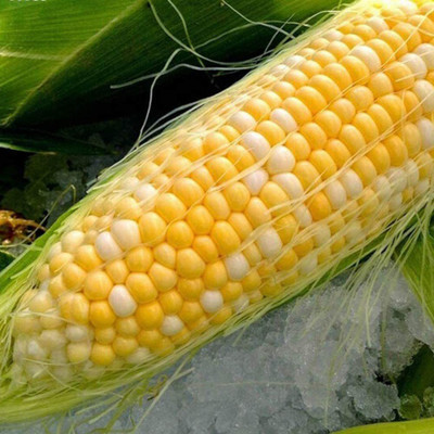 CYBEXIS Heirloom Sweet Wax Corn Seeds2000 Seeds Seed(2000 per packet)