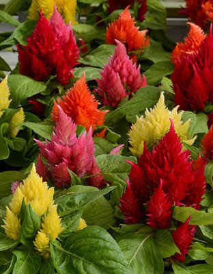 MAA Celosia Dwarf, Cockscomb Seed(200 per packet)