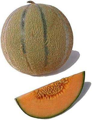 Qualtivate GBPT-1A Tuscan Cantaloupe - Super-Sweet Musk Melon Seed(200 per packet)