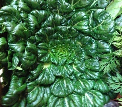 CYBEXIS Chinese Cabbage Tatsoi Bok Choy Seeds2000 Seeds Seed(2000 per packet)