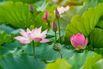 ratana halder lotus,kamal gatta Seed(10 per packet)