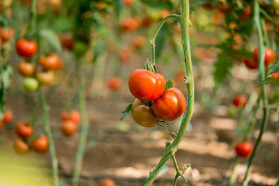 sarvottam creation tomato Seed(135 per packet)