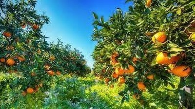 Lorvox Malta orange/Kinnow/Kinnu Fruit Seed(27 per packet)
