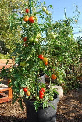 CYBEXIS Salad Tomato Varieties—‘Early Girl’-250 Seeds Seed(250 per packet)